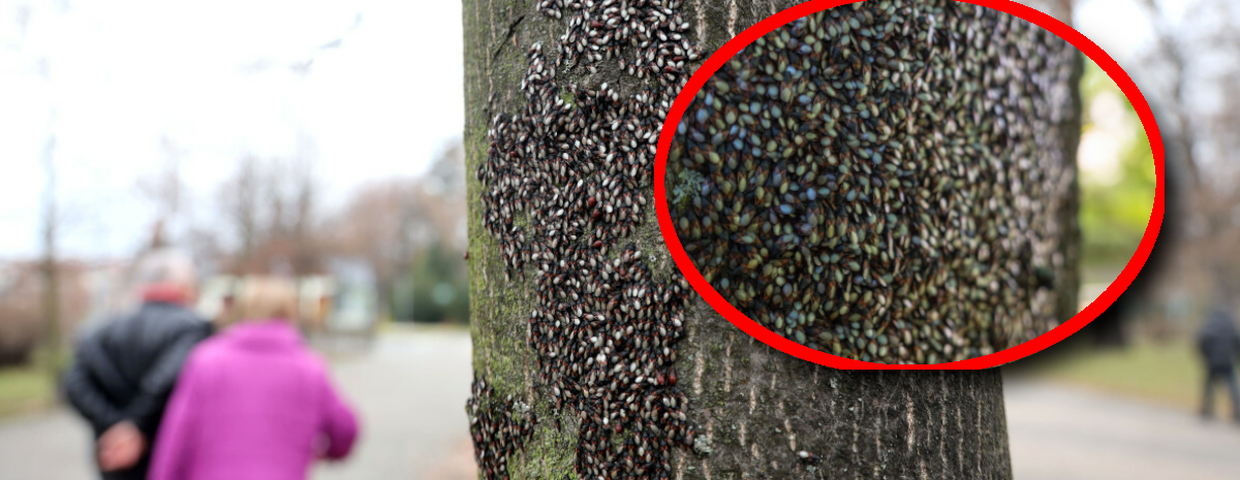 Skupieniec lipowy, owady w Polsce