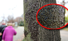 Skupieniec lipowy, owady w Polsce