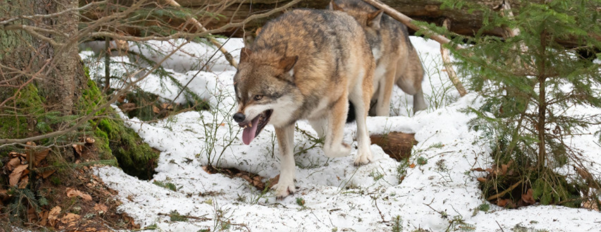 Wilki w Polsce i ataki wilków