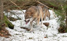 Wilki w Polsce i ataki wilków
