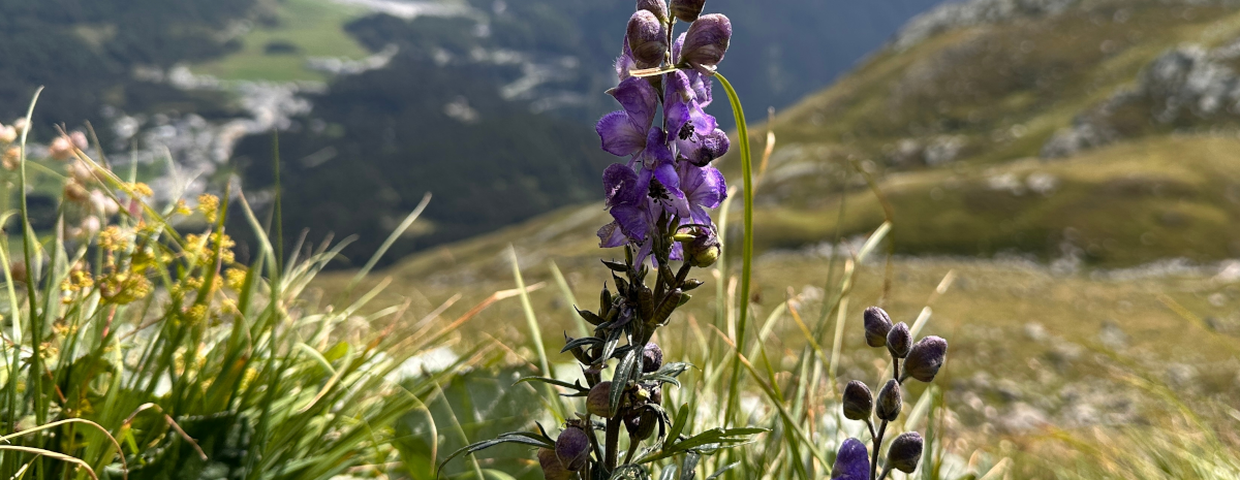 trujące rośliny w Polsce, tojad mocny Aconitum napellus