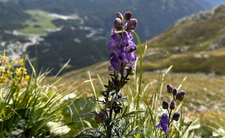 trujące rośliny w Polsce, tojad mocny Aconitum napellus