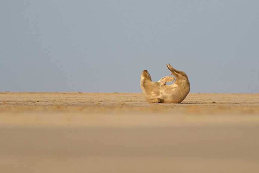 foka na plaży nad Bałtykiem