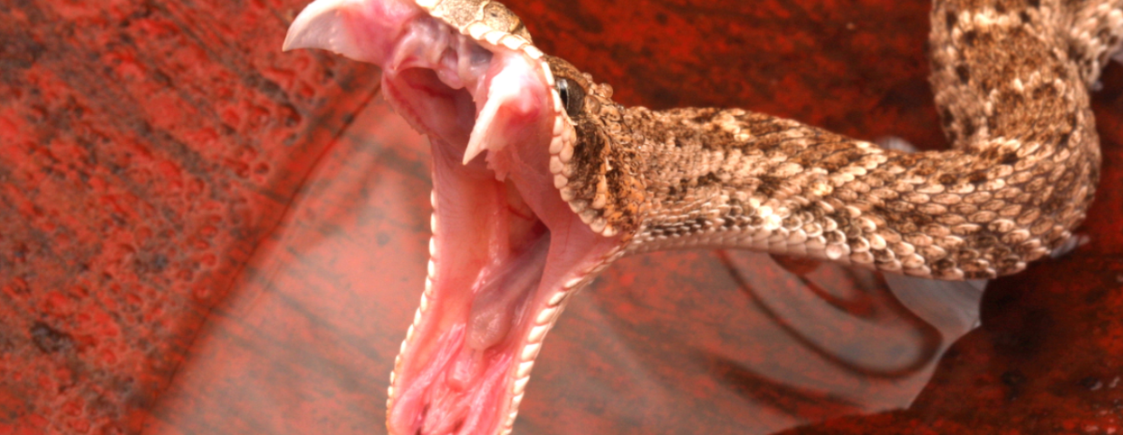 Grzechotnik Crotalus atrox, jadowite węże w USA