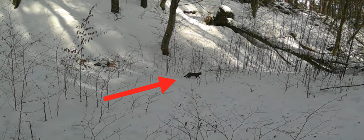 Żbik europejski w polskim lesie
