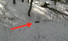 Żbik europejski w polskim lesie