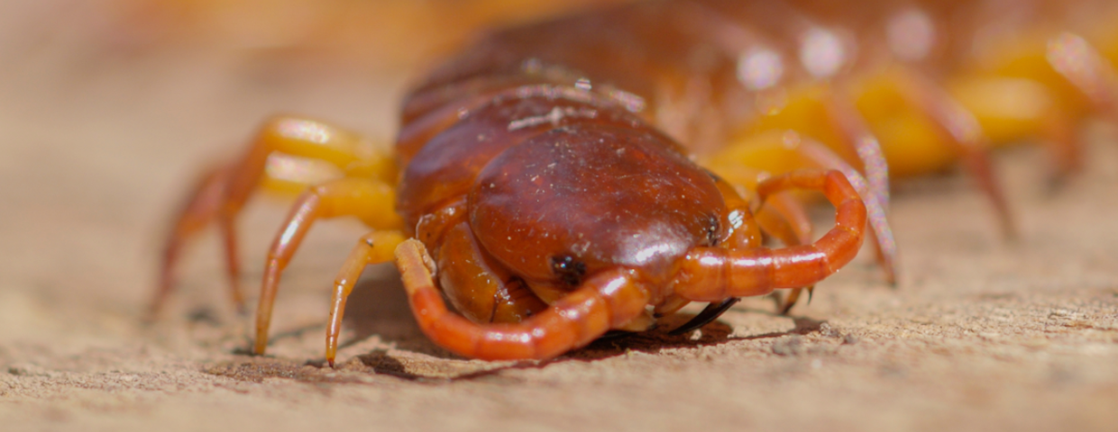 Skolopendra olbrzymia Scolopendra gigantea