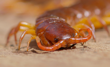 Skolopendra olbrzymia Scolopendra gigantea