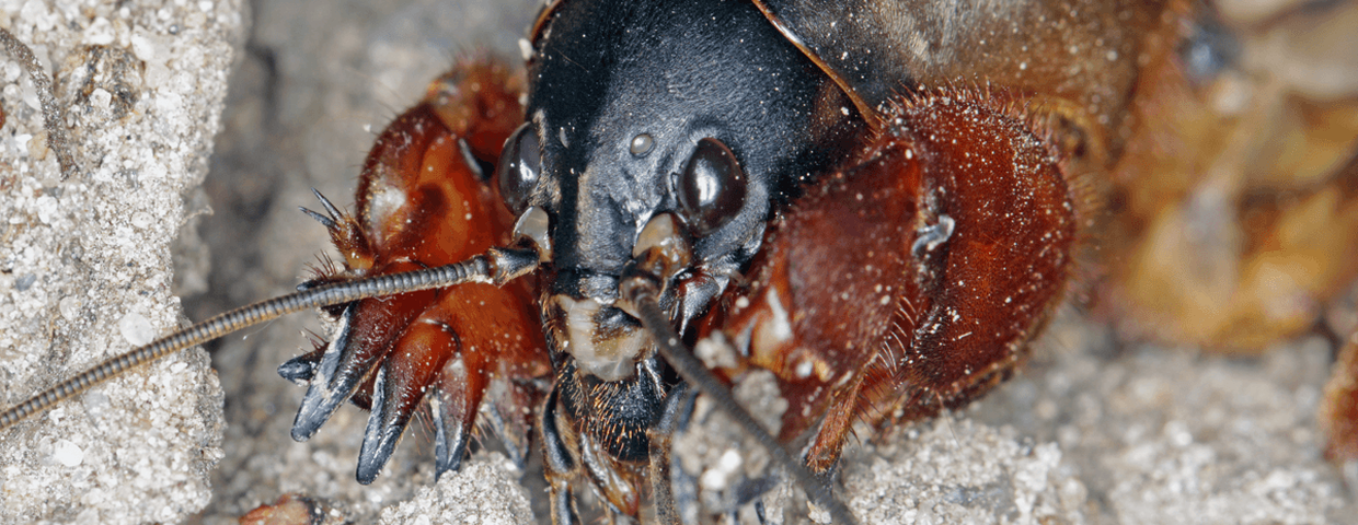 Turkuć podjadek Gryllotalpa gryllotalpa