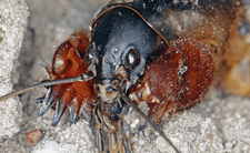 Turkuć podjadek Gryllotalpa gryllotalpa