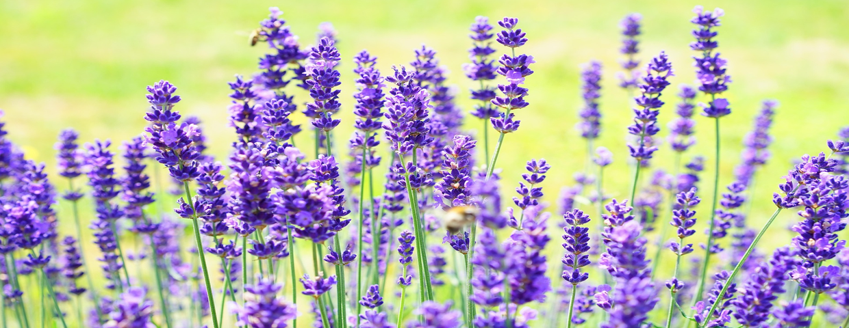 Lawenda