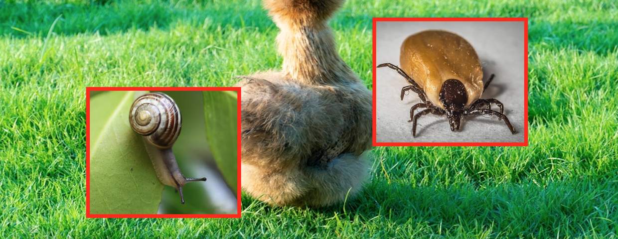 Kury jedwabiste zjadają kleszcze i ślimaki w ogrodzie