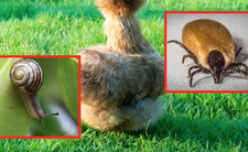 Kury jedwabiste zjadają kleszcze i ślimaki w ogrodzie