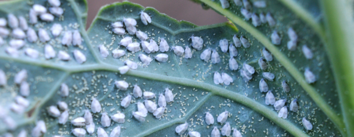 Mączliki, owady i szkodniki w ogrodzie