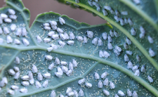 Mączliki, owady i szkodniki w ogrodzie