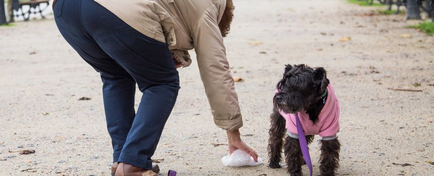 właściciel zbiera kupę po psie