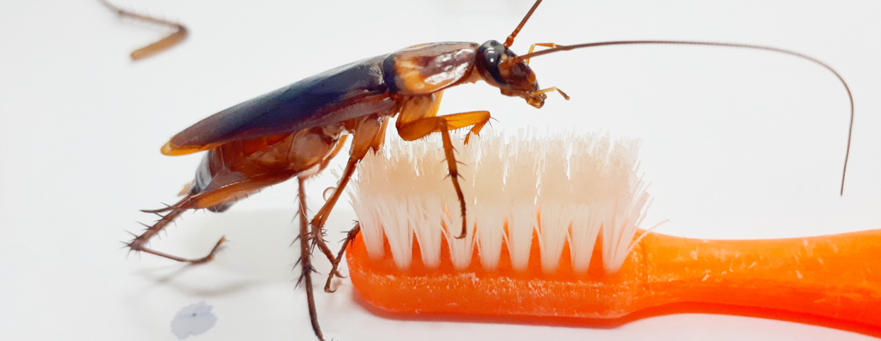 Prusaki w mieszkaniu, zwalczanie prusaków