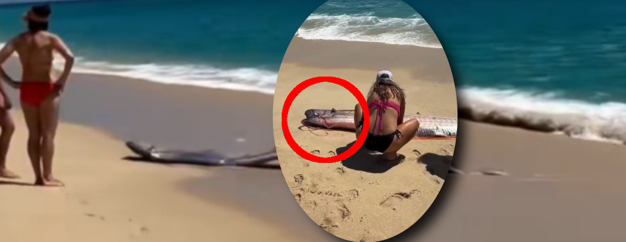 ryba zagłady na plaży zwiastuje koniec świata?