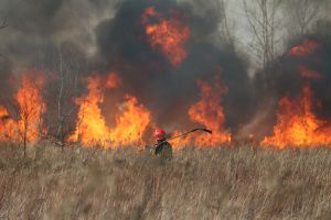Pożar pola (zdjęcie ilustracyjne)
