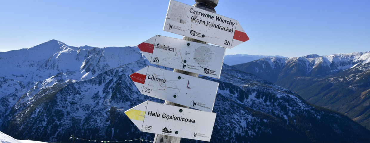 Tatry, odkrycie nowego gatunku grzyba