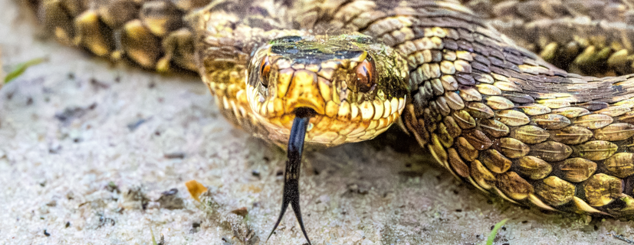 Żmija zygzakowata, jadowite węże w Polsce