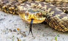 Żmija zygzakowata, jadowite węże w Polsce