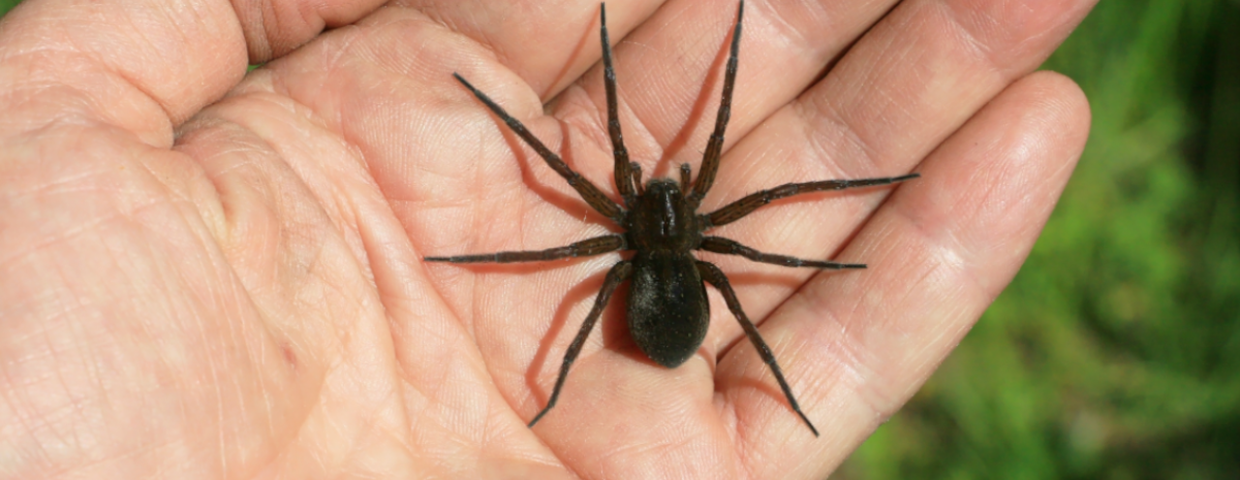 pająk kątnik domowy Tegenaria domestica