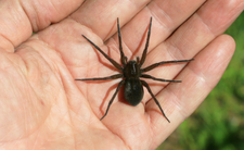 pająk kątnik domowy Tegenaria domestica