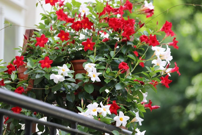 Dipladenia