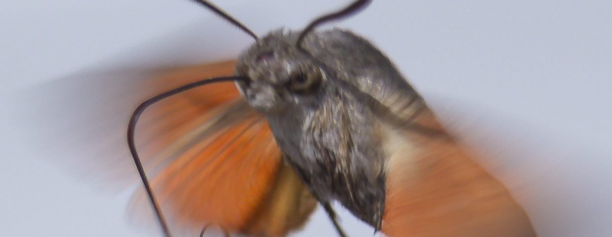 owad ćma fruczak gołąbek macroglossum stellatarum