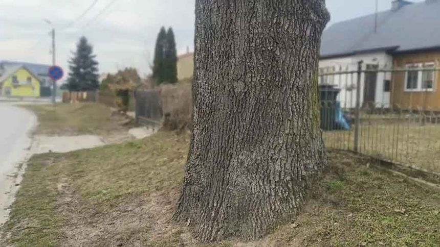 Źródło: Łukasz Łuczaj/Facebook/kadr z nagrania 