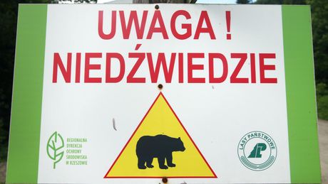 Rząd uruchamia program dla Bieszczadów. Niedźwiedzie i ludzie mają być bezpieczniejsi