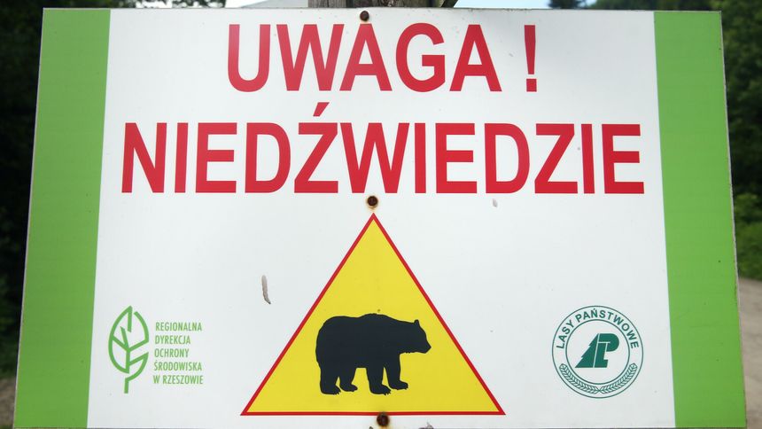 Rząd uruchamia program dla Bieszczadów. Niedźwiedzie i ludzie mają być bezpieczniejsi