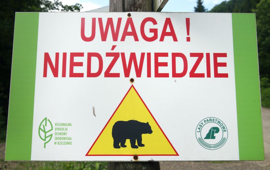 Rząd uruchamia program dla Bieszczadów. Niedźwiedzie i ludzie mają być bezpieczniejsi