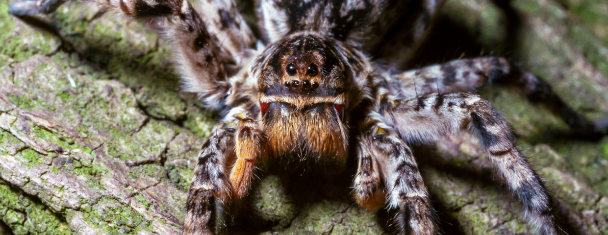 jadowite pająki tarantula ukraińska Lycosa singoriensis