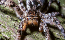 jadowite pająki tarantula ukraińska Lycosa singoriensis