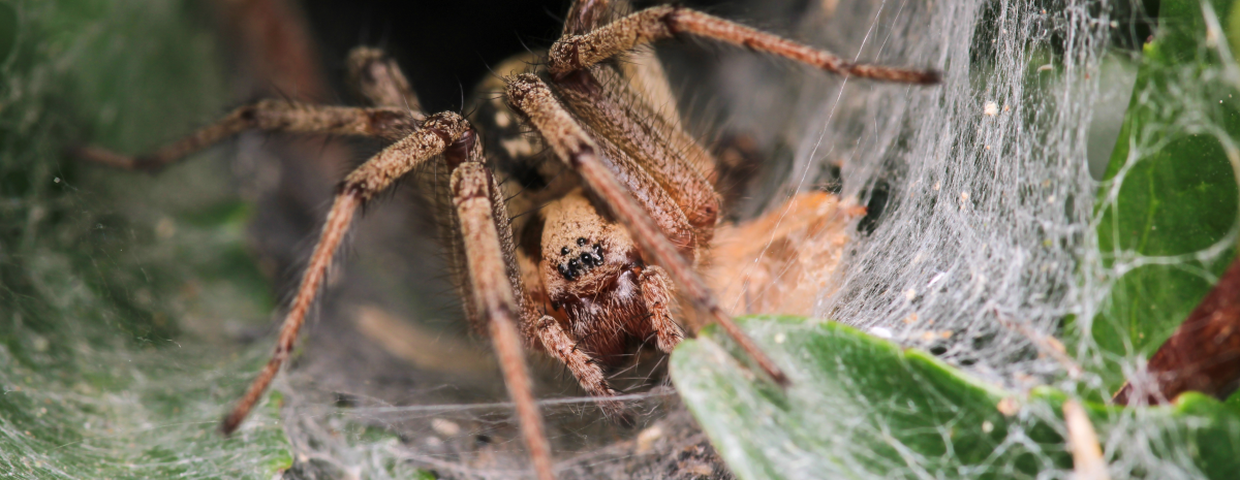 pająk lejkowiec labiryntowy Agelena labyrinthica