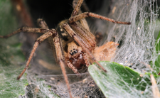 pająk lejkowiec labiryntowy Agelena labyrinthica