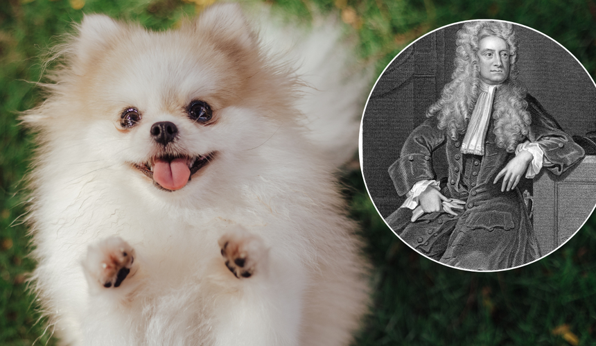 Skaczący pomeranian i portret Isaaca Newtona