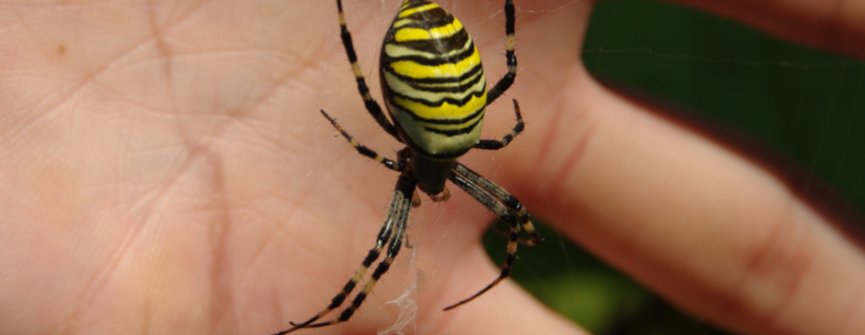  jadowite pająki w Polsce, tygrzyk paskowany Argiope bruennichi