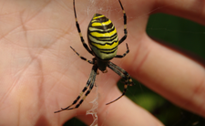  jadowite pająki w Polsce, tygrzyk paskowany Argiope bruennichi