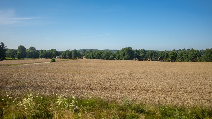 Susza