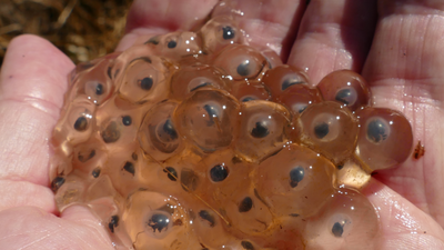 Żabi skrzek czyli jaja żaby