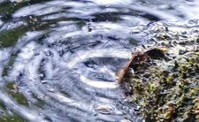 wulkan i jezioro Laacher See w Niemczech