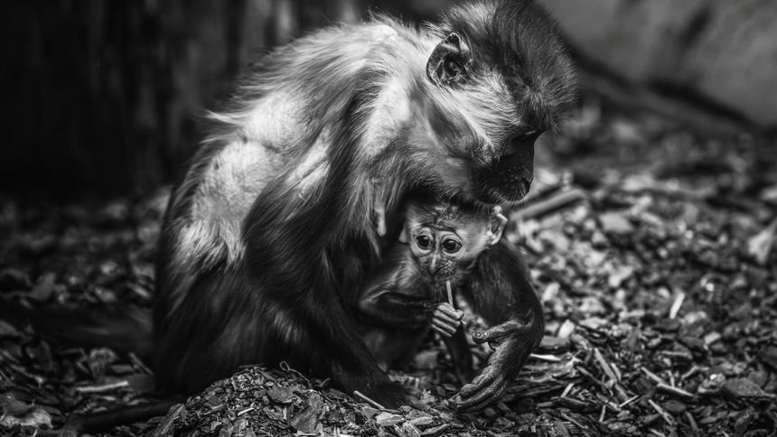 ZOO Wrocław