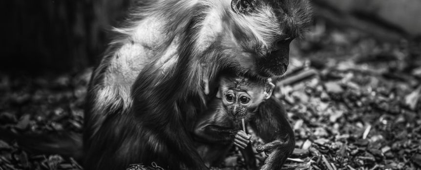 ZOO Wrocław