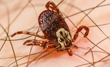 Kleszcz, ugryzienie kleszcza