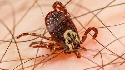 Kleszcz, ugryzienie kleszcza