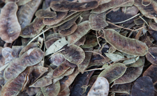 suszony senes senna alexandrina