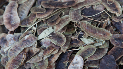 suszony senes senna alexandrina